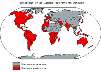 Herzwurmerkrankung beim Tier Informationenseiten der Abteilung für
